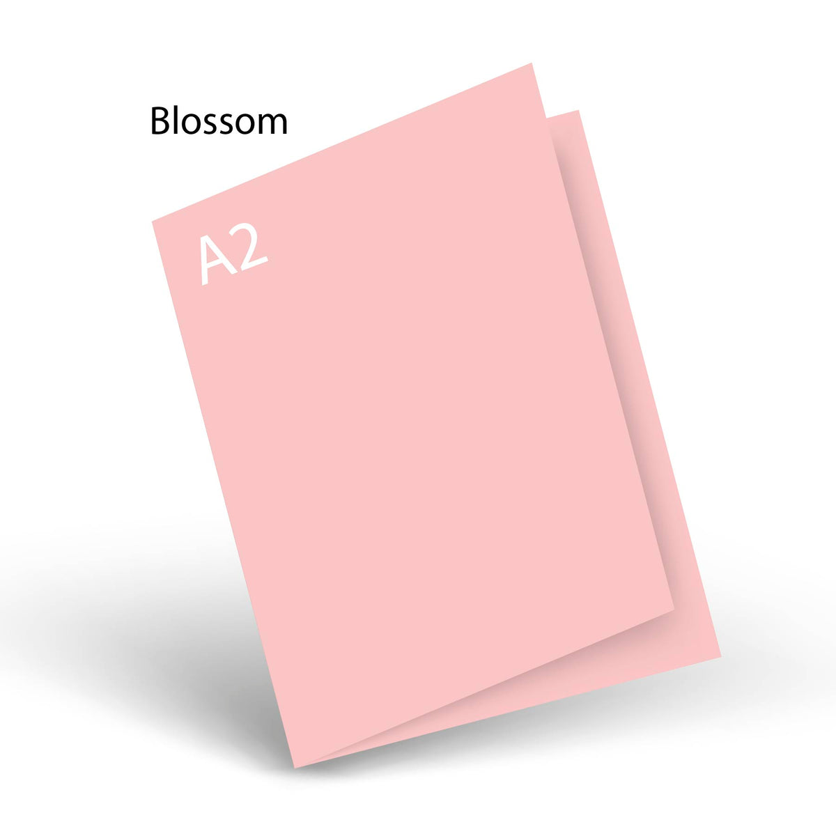Blossom 80 LB Smooth Lessebo A-2 Scored Card